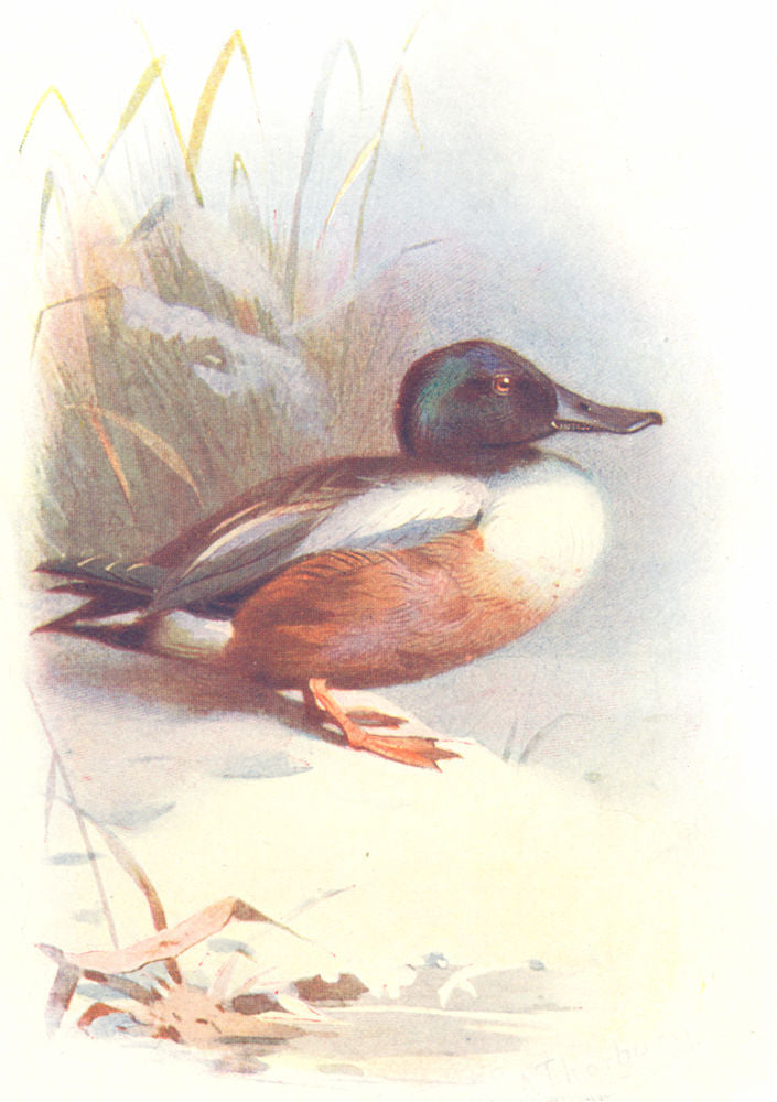 BIRDS. Shoveller  1901 old antique vintage print picture